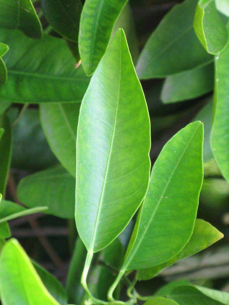            Unifoliolate leaf (Riverside, CA)   